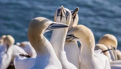 意甲媒体透露：米兰与切尔西探讨杰克逊的转会可能性，由于开价太高，米兰决定放弃