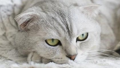 意甲媒体:米兰向弗拉霍维奇提出1000万+本纳塞尔的报价,尤文反应冷淡